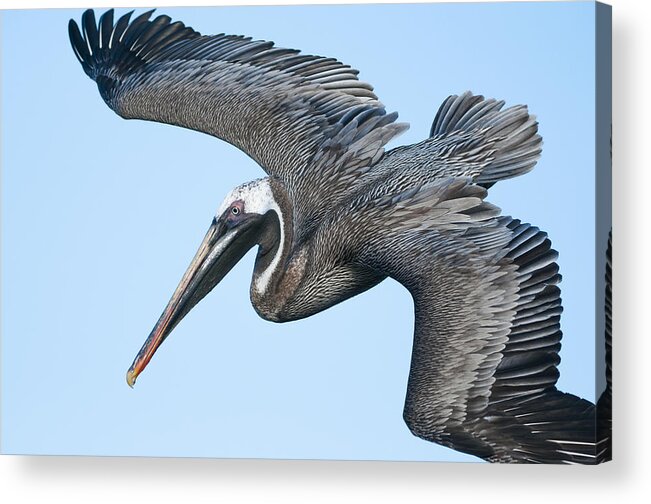 534054 Acrylic Print featuring the photograph Brown Pelican Flying Galapagos #1 by Tui De Roy
