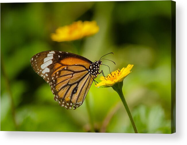 Brush-footed Butterfly Acrylic Print featuring the photograph Butterfly - Common Tiger #1 by SAURAVphoto Online Store