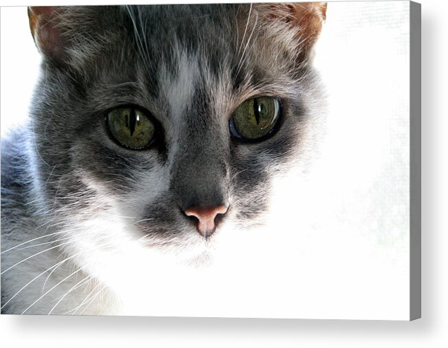 Feline Acrylic Print featuring the photograph Gray Cat with Green Eyes by Valerie Collins