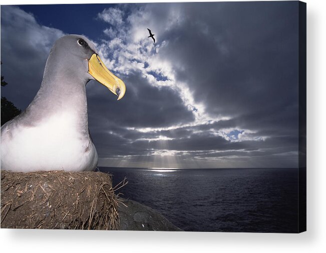 Feb0514 Acrylic Print featuring the photograph Chatham Albatrosses Nesting On A Cliff #1 by Tui De Roy