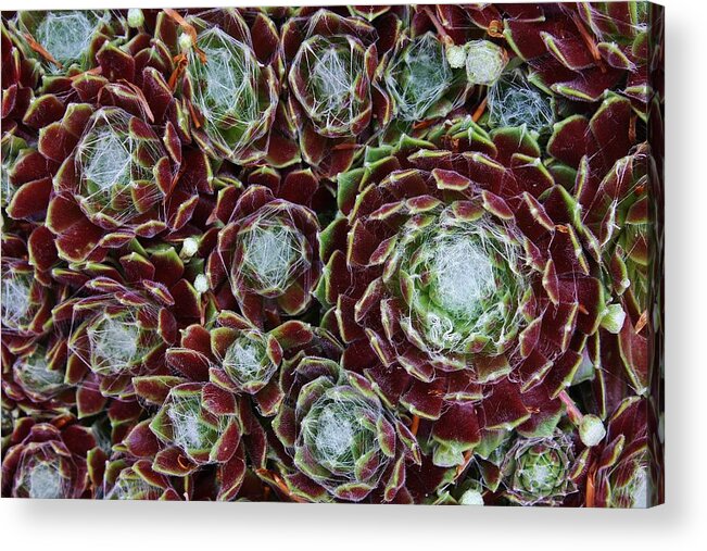 Flora Acrylic Print featuring the photograph Chicks and Hens #1 by Bruce Bley