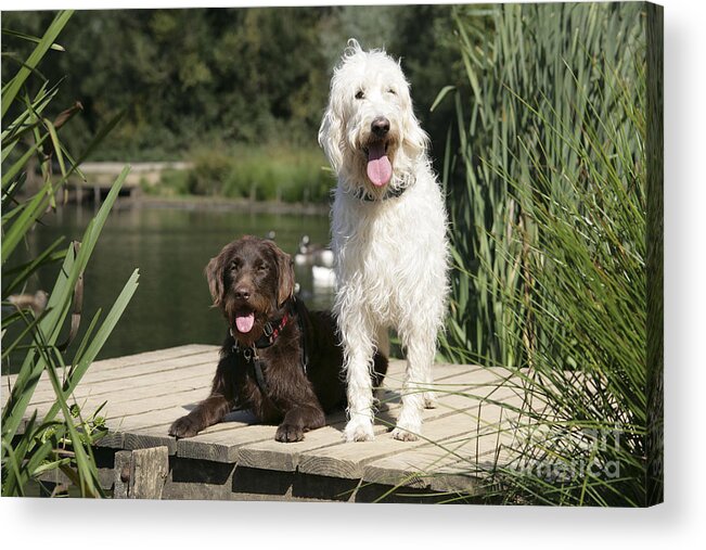 Labradoodle Acrylic Print featuring the photograph Chocolate And Cream Labradoodles #1 by John Daniels