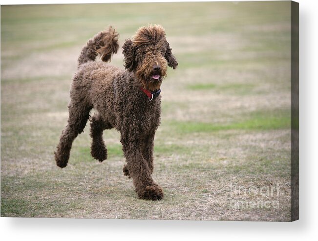 Labradoodle Acrylic Print featuring the photograph Chocolate Labradoodle Running In Field #1 by John Daniels