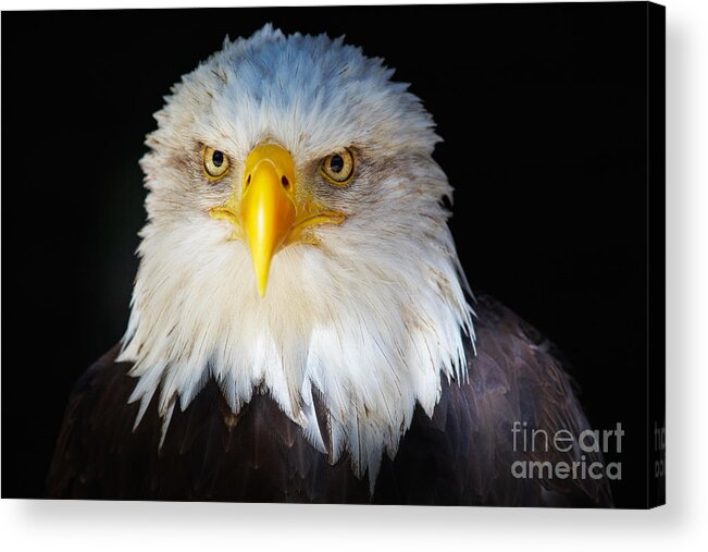 Alaska Acrylic Print featuring the photograph Closeup portrait of an American Bald Eagle #1 by Nick Biemans