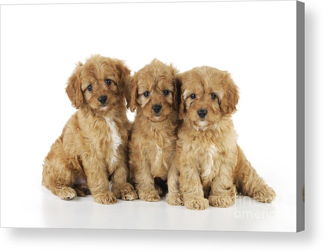 Dog Acrylic Print featuring the photograph Cockapoo Puppy Dogs #1 by John Daniels