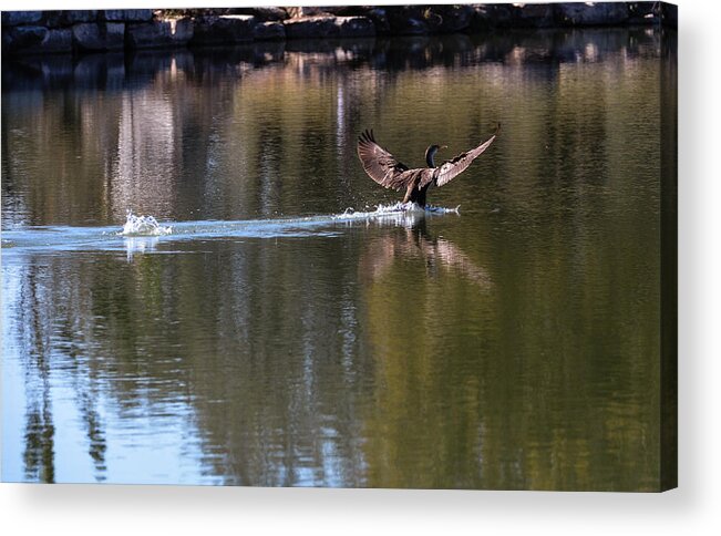 Duck Acrylic Print featuring the photograph Cormorant landing #1 by John Johnson