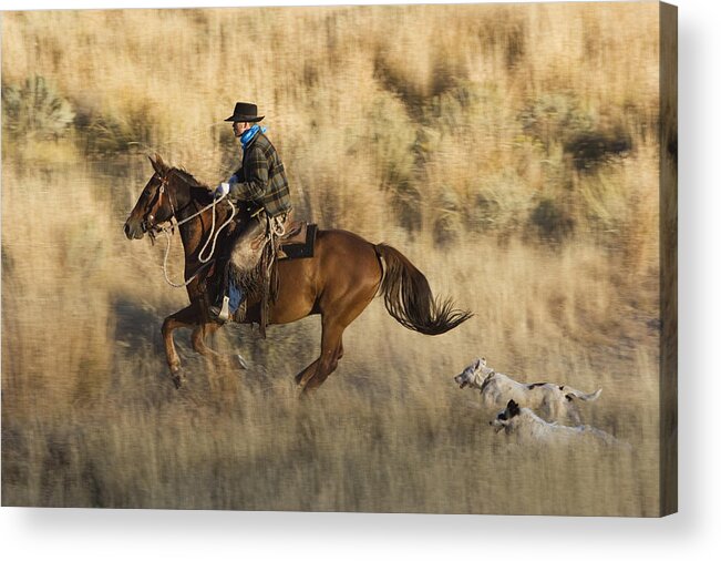 Feb0514 Acrylic Print featuring the photograph Cowboy Riding With Dogs Oregon #1 by Konrad Wothe