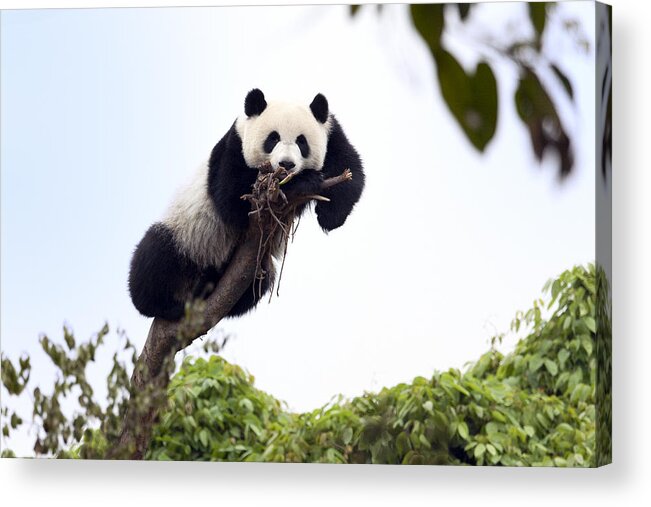 Panda Acrylic Print featuring the photograph Cute Young Panda #1 by King Wu