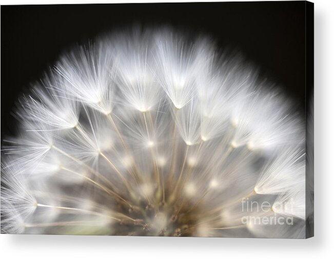 Dandelion Acrylic Print featuring the photograph Dandelion #1 by Jim Corwin