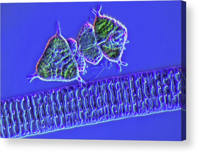 Aquatic Acrylic Print featuring the photograph Diatoms And Desmids #1 by Marek Mis
