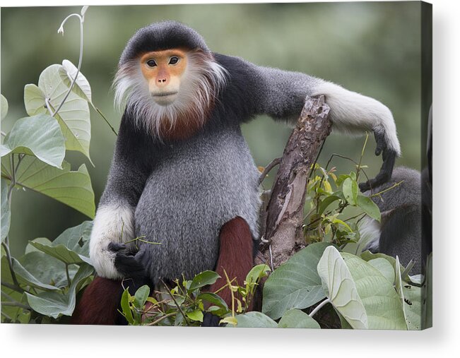 Cyril Ruoso Acrylic Print featuring the photograph Douc Langur Male Vietnam #1 by Cyril Ruoso