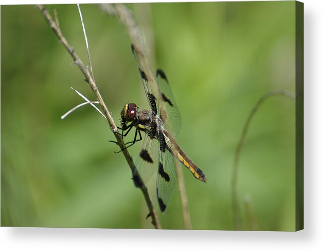 Dragon Fly Acrylic Print featuring the photograph Dragon by David Armstrong
