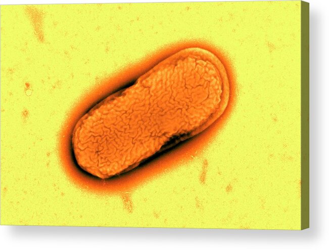 E. Coli Acrylic Print featuring the photograph E. Coli O55 Bacterium #1 by Centre For Infections/public Health England