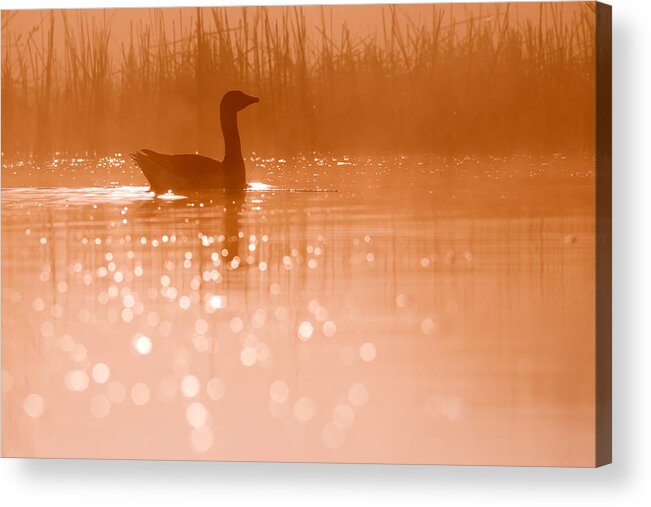 Greylag Goose (anser Anser) At A Very Early Acrylic Print featuring the photograph Early Morning Magic #1 by Roeselien Raimond