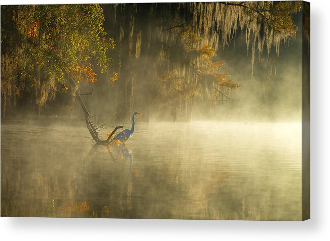 Caddo Acrylic Print featuring the photograph Egret #1 by Hua Zhu