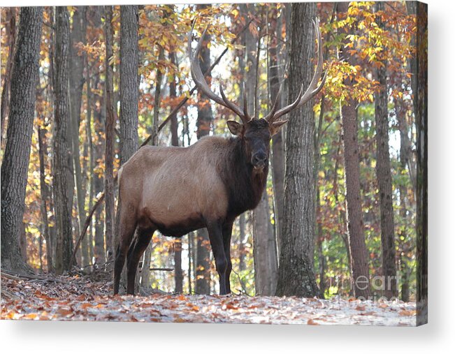 Bull Acrylic Print featuring the photograph Elk in the woods by Dwight Cook
