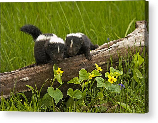 Animal Acrylic Print featuring the photograph Explorers #1 by Jack Milchanowski