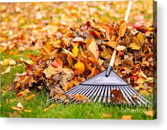 Rake Acrylic Print featuring the photograph Fall leaves with rake by Elena Elisseeva