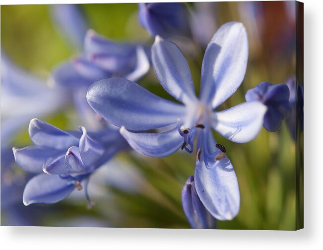 Botanical Acrylic Print featuring the photograph Feeling Blue #3 by Miguel Winterpacht