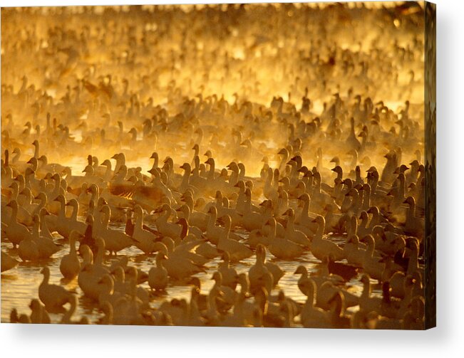 Anatidae Acrylic Print featuring the photograph Flock Of Snow Geese At Sunrise #1 by Craig K. Lorenz
