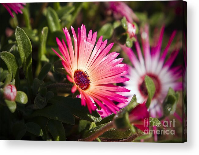 Flowers Acrylic Print featuring the photograph Flower #1 by Gunnar Orn Arnason