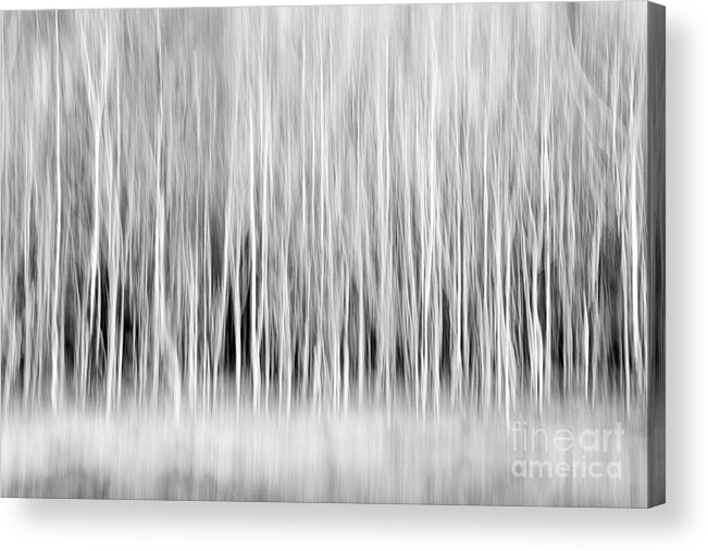 Abstract Acrylic Print featuring the photograph Forest Trees Abstract in Black and White #1 by Natalie Kinnear