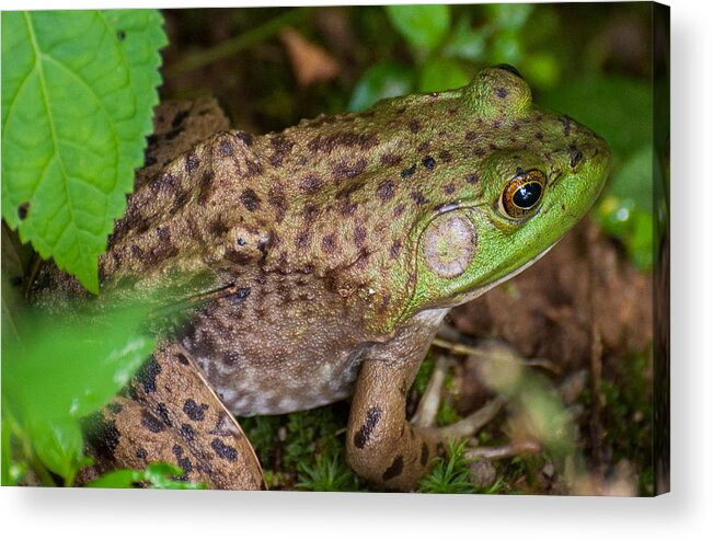 Frog Acrylic Print featuring the photograph Frog #2 by David Hart