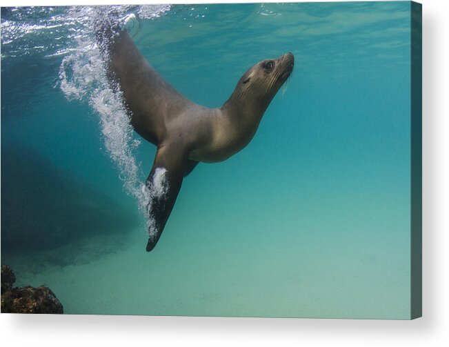 Pete Oxford Acrylic Print featuring the photograph Galapagos Sea Lion Swimming Ecuador by Pete Oxford