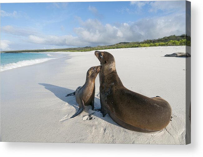 534092 Acrylic Print featuring the photograph Galapagos Sealions On Beach Galapagos #1 by Tui De Roy