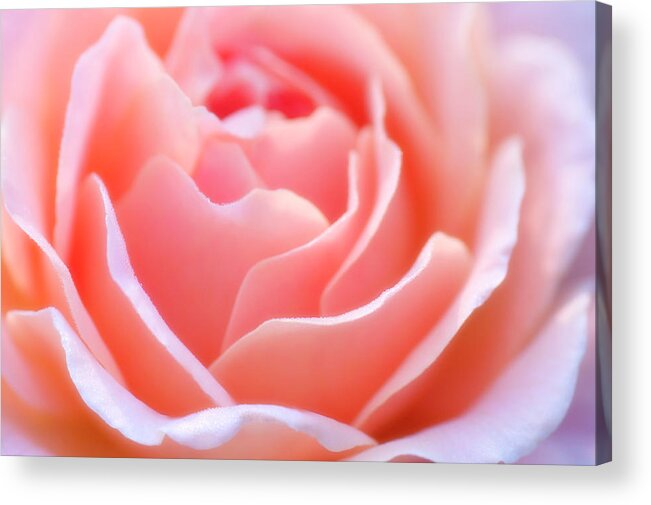 Garden Rose Acrylic Print featuring the photograph Garden Rose (rosa Sp.) #1 by Maria Mosolova/science Photo Library