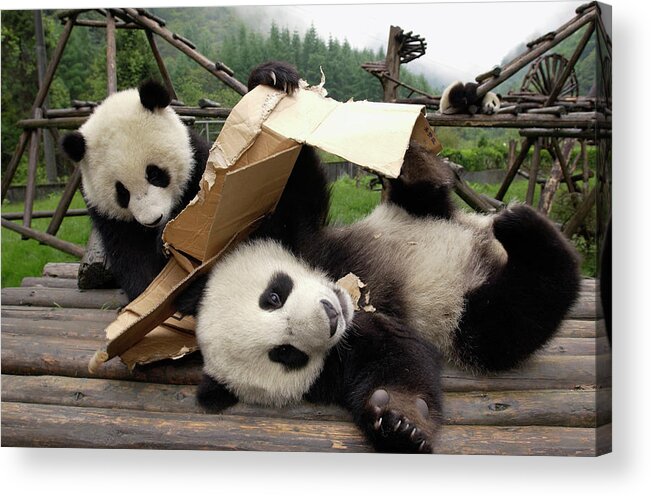 00206856 Acrylic Print featuring the photograph Giant Panda Ailuropoda Melanoleuca Pair #2 by Katherine Feng