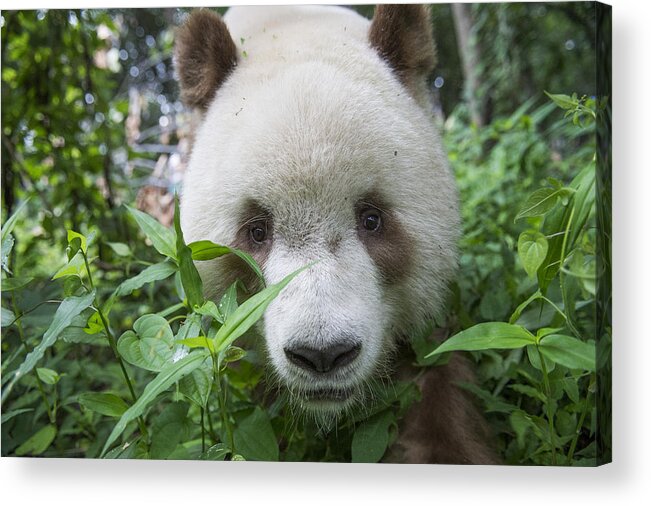 Katherine Feng Acrylic Print featuring the photograph Giant Panda Brown Morph China #1 by Katherine Feng