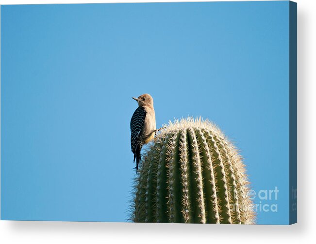 Nature Acrylic Print featuring the photograph Gila Woodpecker #1 by Mark Newman