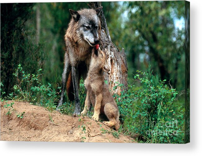 Gray Wolf Acrylic Print featuring the photograph Gray Wolf With Pup #1 by Art Wolfe