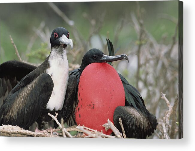 Feb0514 Acrylic Print featuring the photograph Great Frigatebird Female Eyes Courting #1 by Tui De Roy