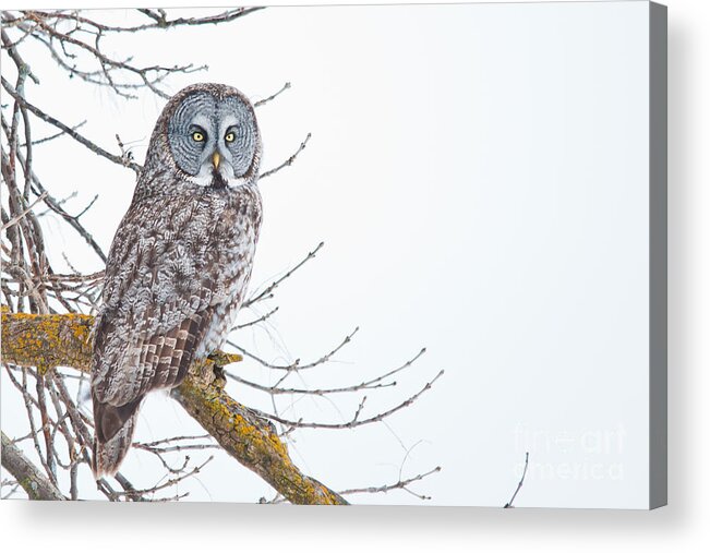 Owls Acrylic Print featuring the photograph Great Gray on Guard #1 by Cheryl Baxter