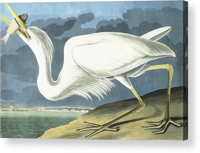 John James Audubon Acrylic Print featuring the painting Great White Heron by John James Audubon