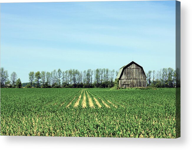 Farm Acrylic Print featuring the photograph Green #1 by Sheryl Burns