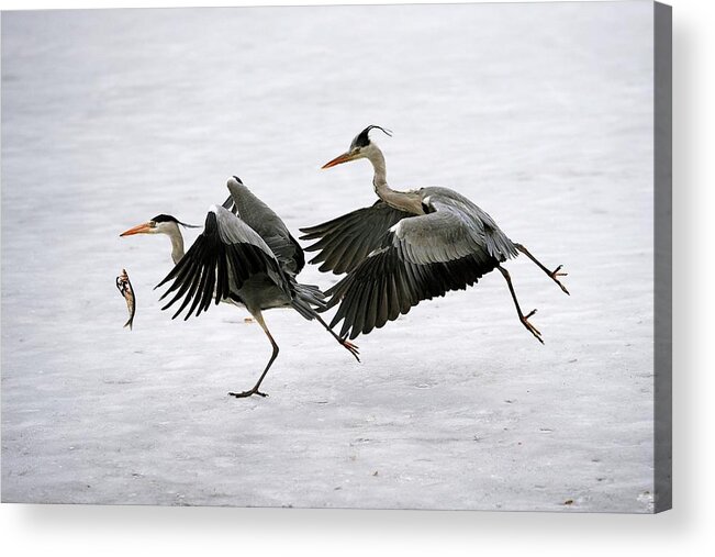 Animal Acrylic Print featuring the photograph Grey Herons Fighting Over A Fish #1 by Bildagentur-online/mcphoto-schulz