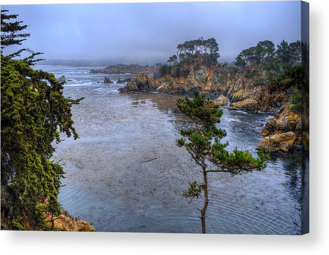 Point Lobos Acrylic Print featuring the photograph Harbor Seal Cove #2 by Stephen Campbell