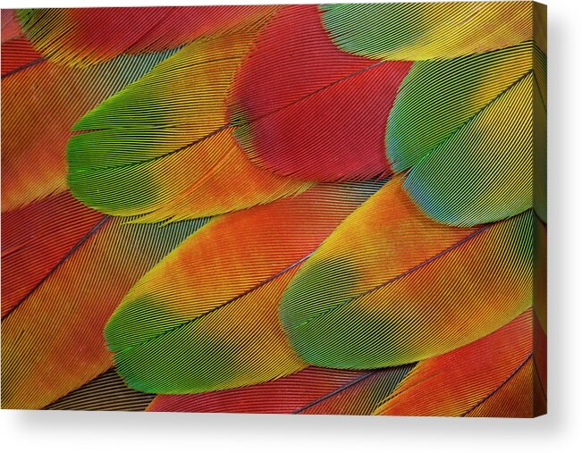 Close-up Acrylic Print featuring the photograph Harlequin Macaw Wing Feather Design #1 by Darrell Gulin