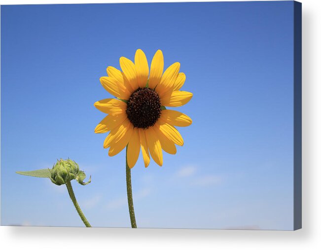 Sunflower Acrylic Print featuring the photograph Hey Bud by Shane Bechler