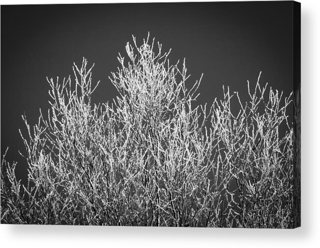 Hoarfrost Acrylic Print featuring the photograph Hoarfrost Ice Storm Great Smoky Mountains BW #2 by Rich Franco