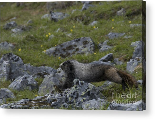 Hoary Marmot Acrylic Print featuring the photograph Hoary Marmot #1 by Mark Newman