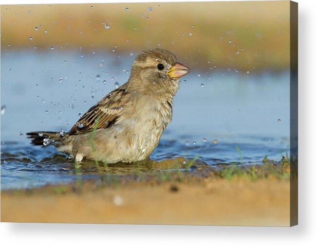 Animal Acrylic Print featuring the photograph House Sparrow Passer Domesticus Biblicus #1 by Photostock-israel