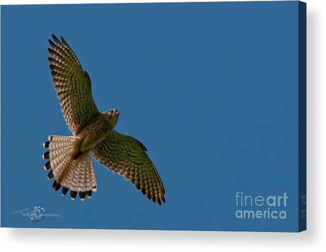 Hovering Kestrel Acrylic Print featuring the photograph Hovering by Torbjorn Swenelius
