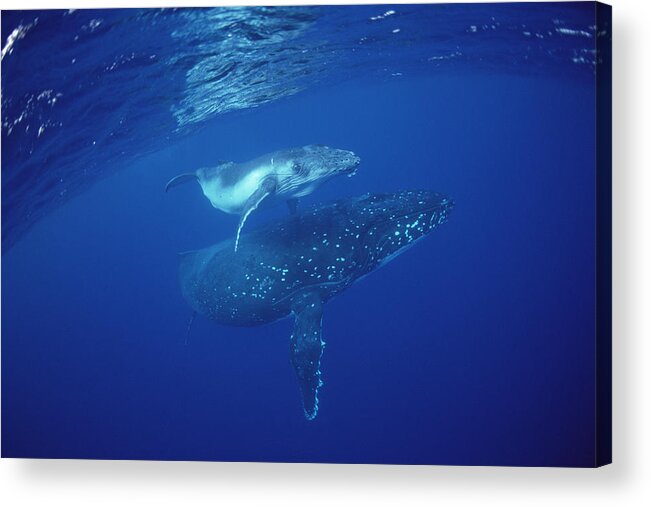Feb0514 Acrylic Print featuring the photograph Humpback Whale Mother And Calf Tonga by Flip Nicklin