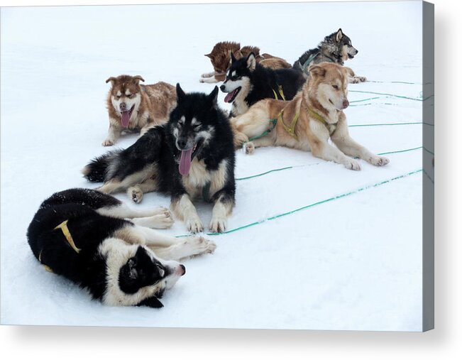 Domestic Dog Acrylic Print featuring the photograph Husky Sled Dogs #1 by Louise Murray