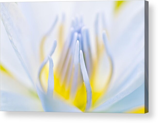 Floral Acrylic Print featuring the photograph Inside #1 by Priya Ghose