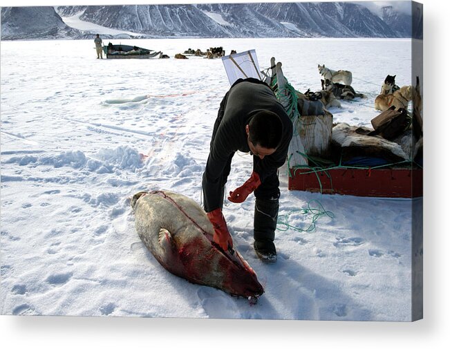 Gedion Kristiansen Acrylic Print featuring the photograph Inuit Hunter Butchering A Seal #1 by Louise Murray